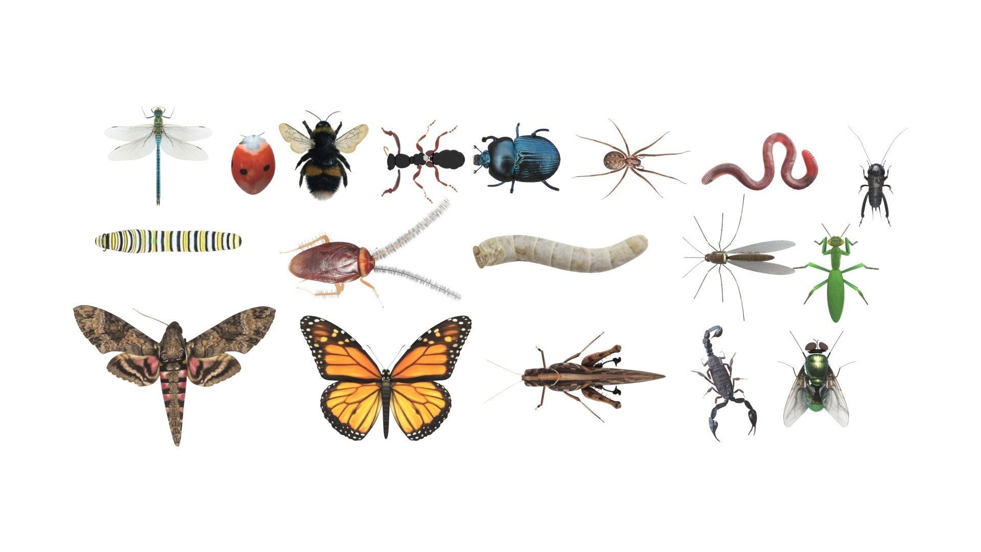 Insects Set 3D model_43