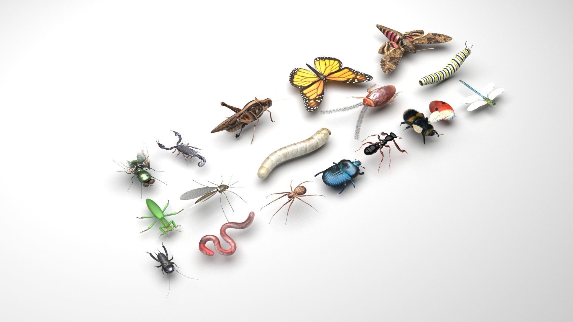 Insects Set 3D model_2