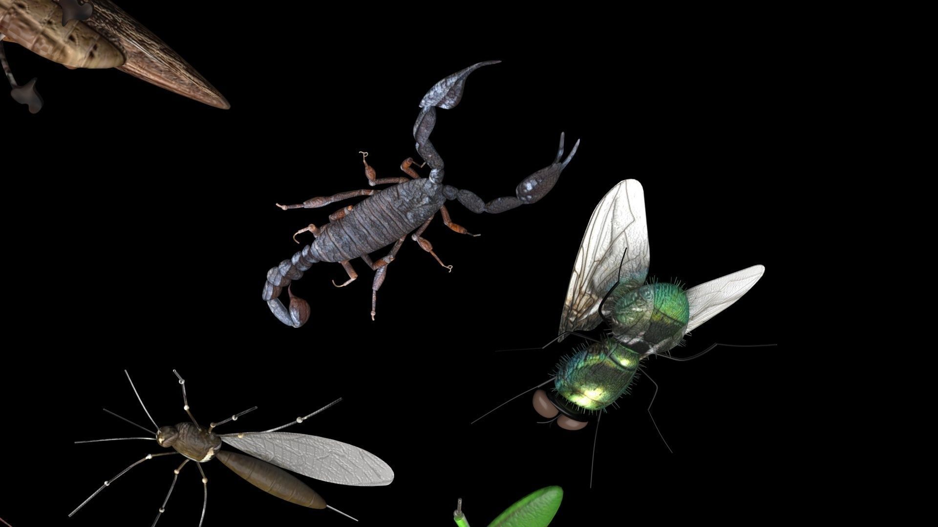 Insects Set 3D model_25
