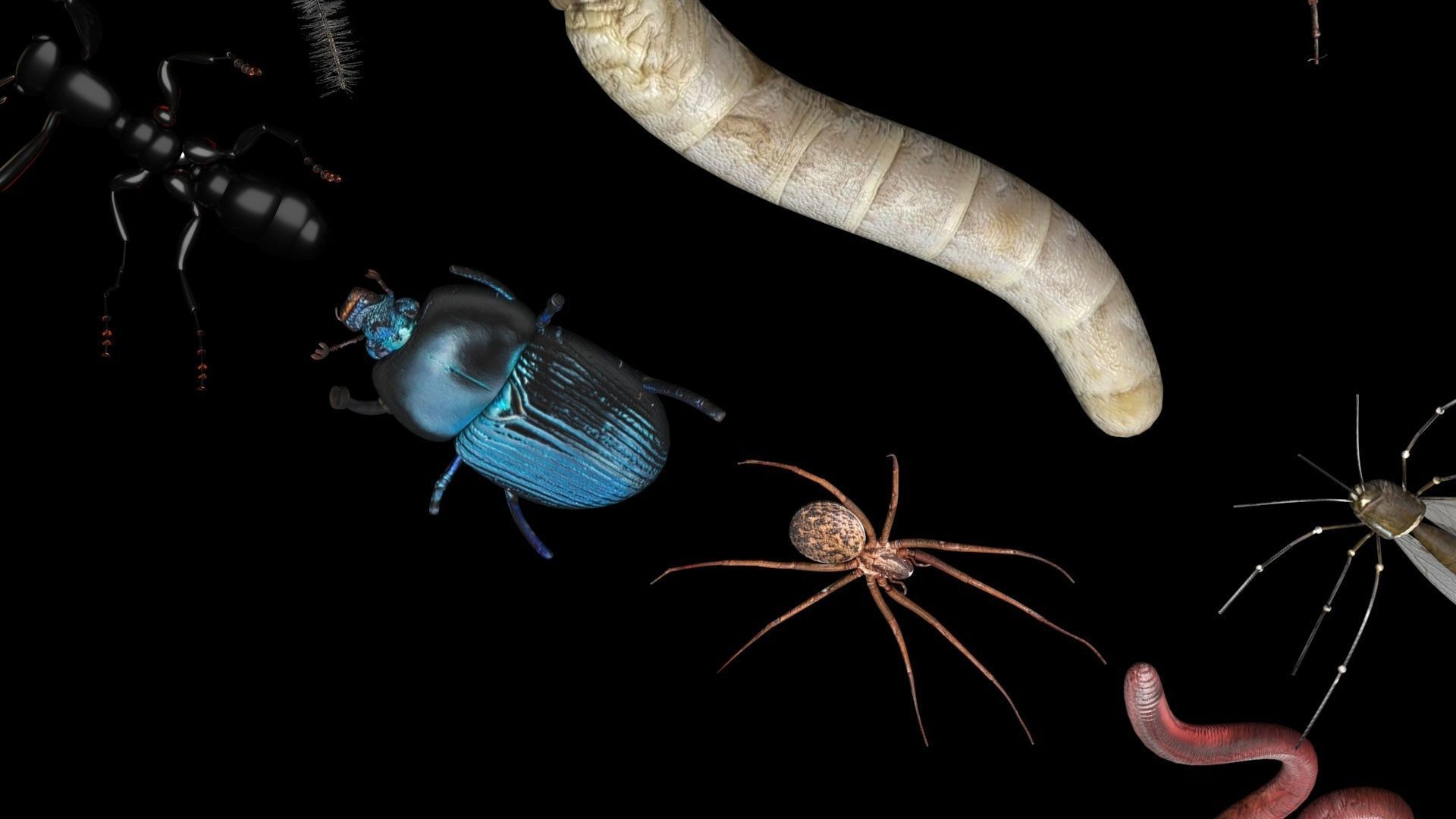 Insects Set 3D model_27