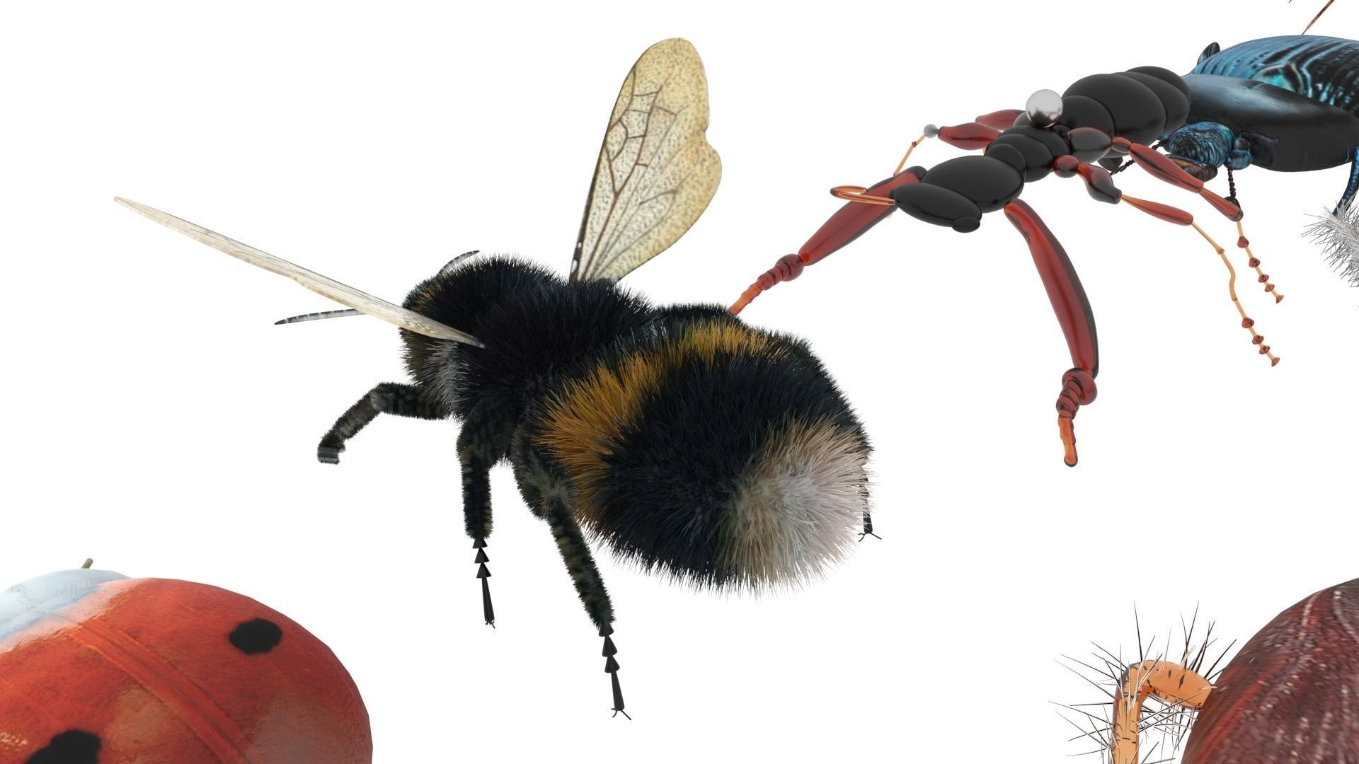 Insects Set 3D model_41