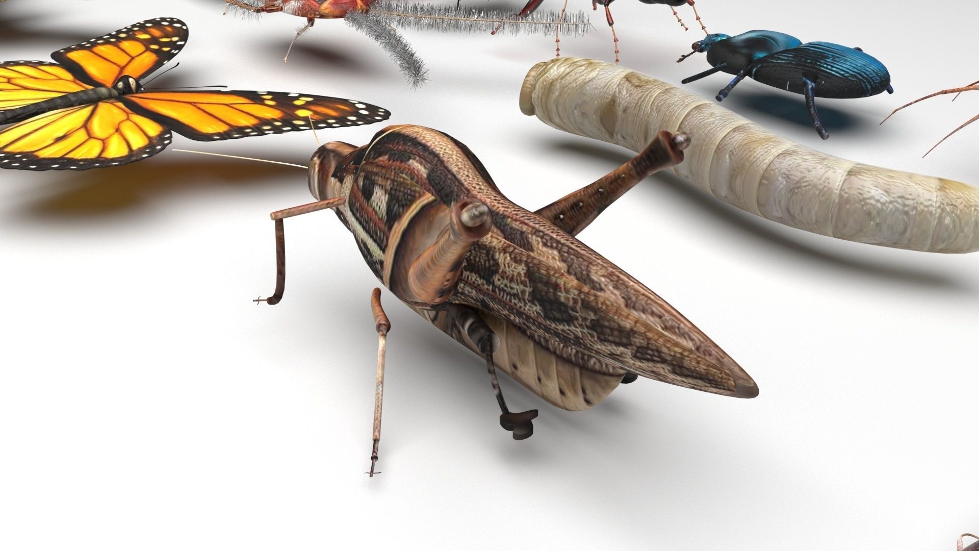 Insects Set 3D model_18