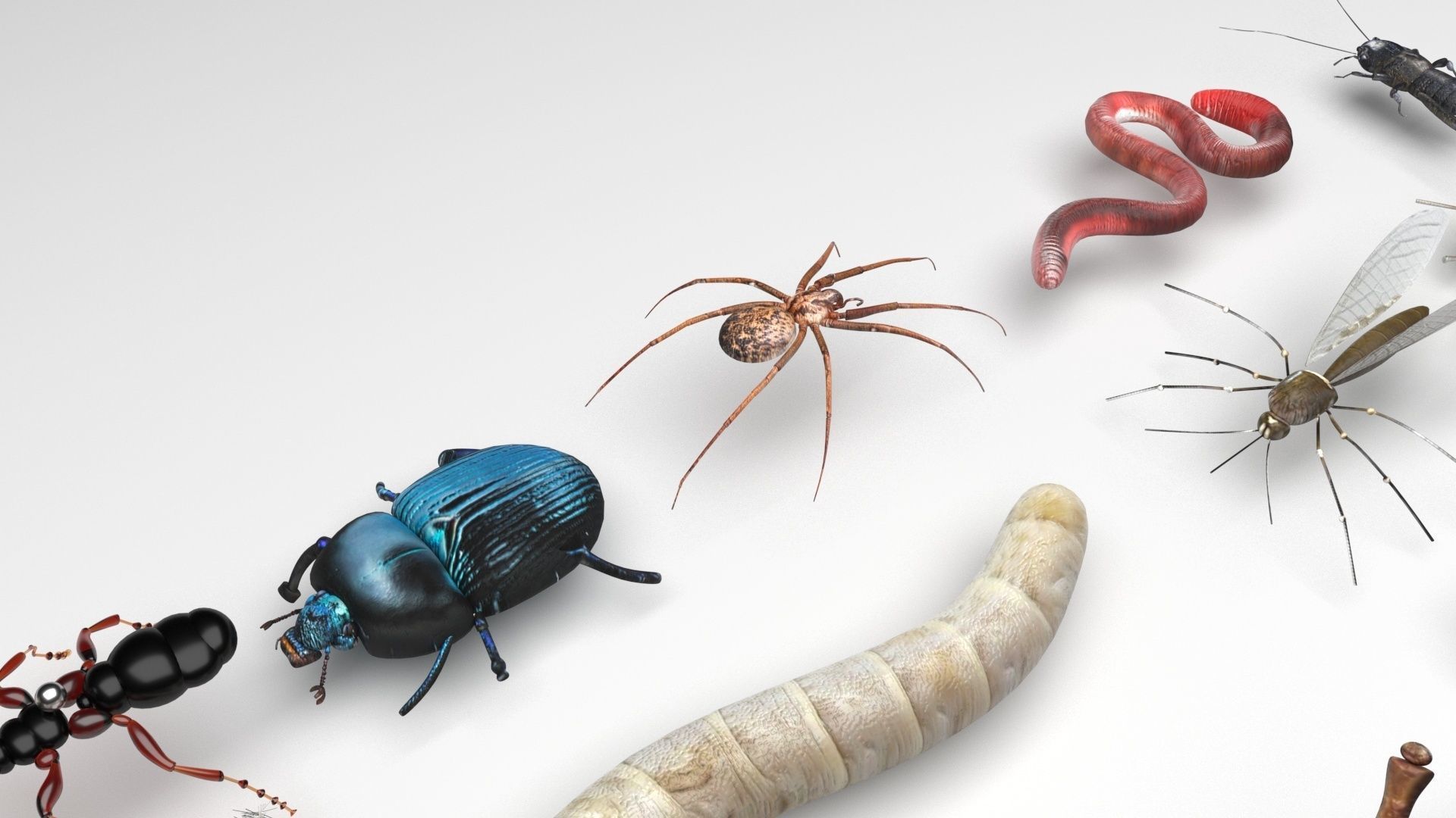Insects Set 3D model_6