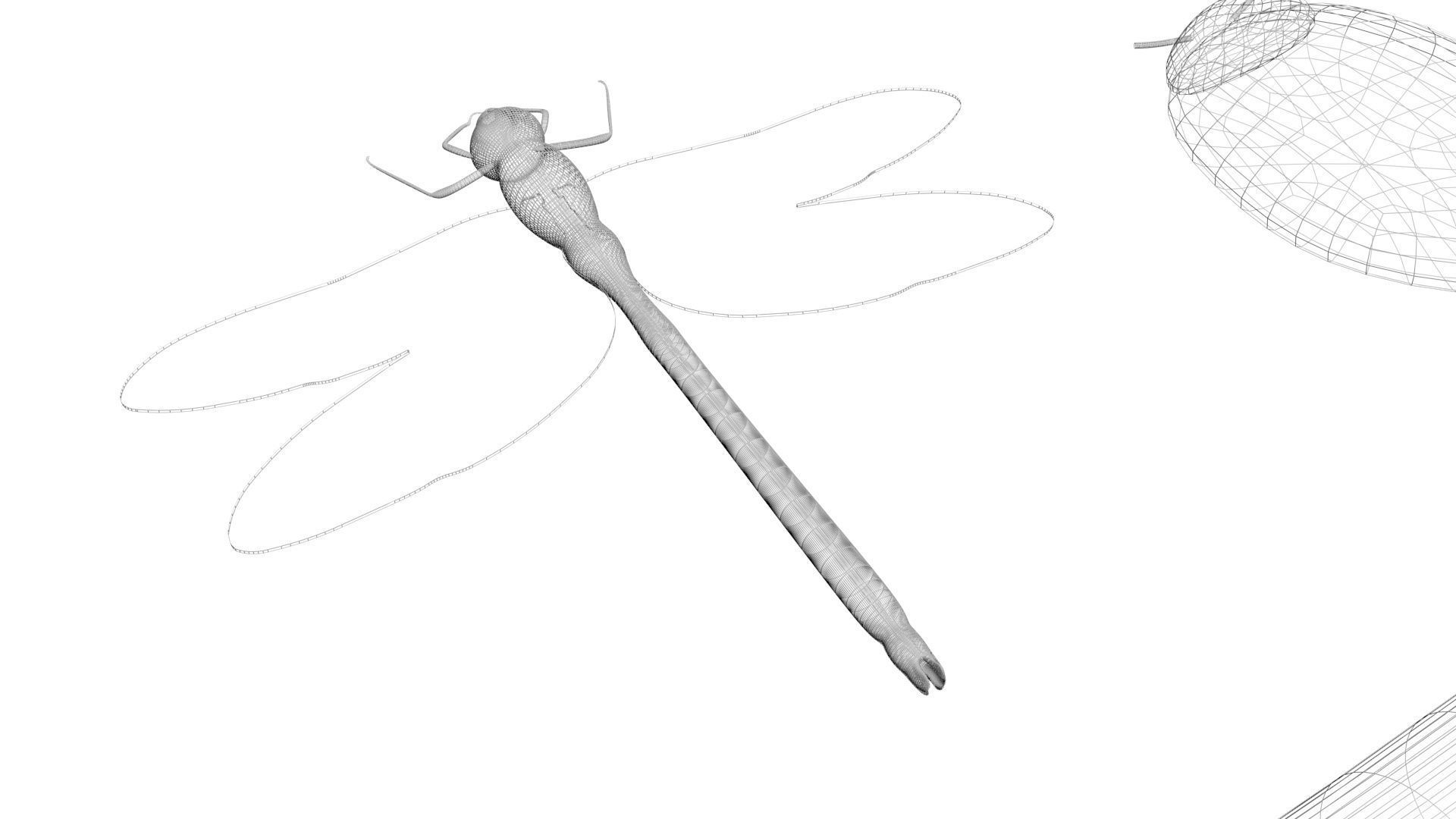 Insects Set 3D model_55