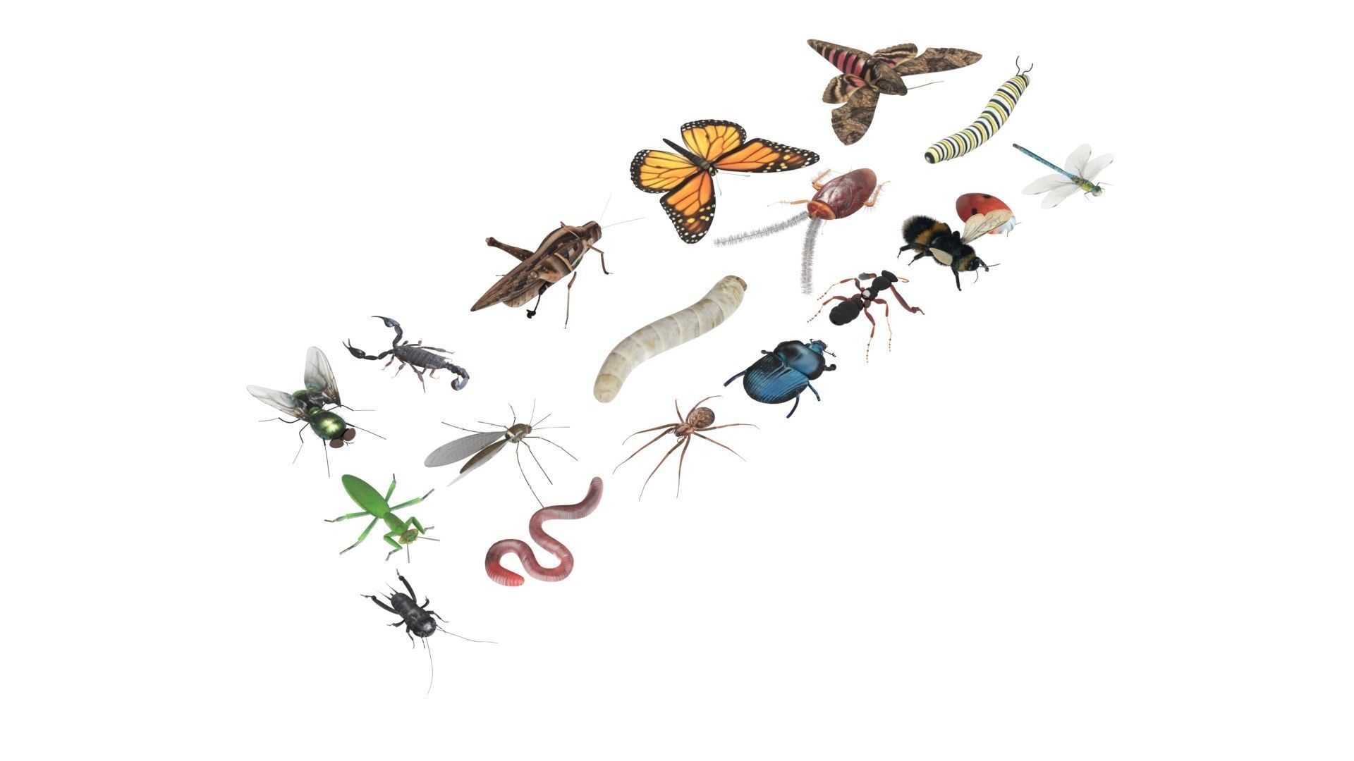 Insects Set 3D model_32