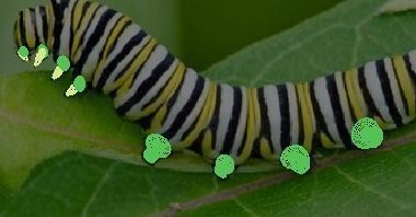 Insects Set 3D model_78