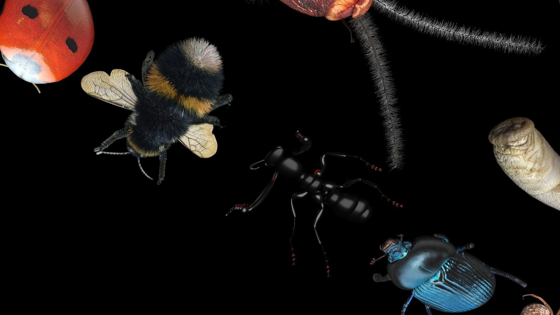 Insects Set 3D model_28