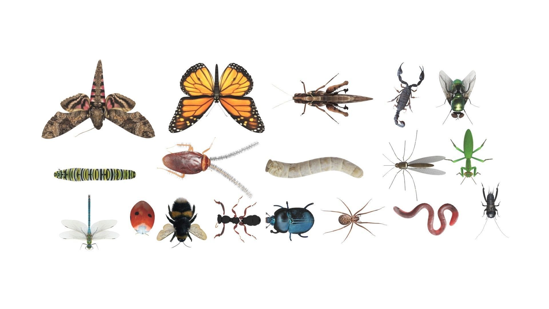 Insects Set 3D model_44