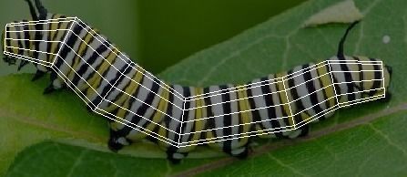 Insects Set 3D model_80