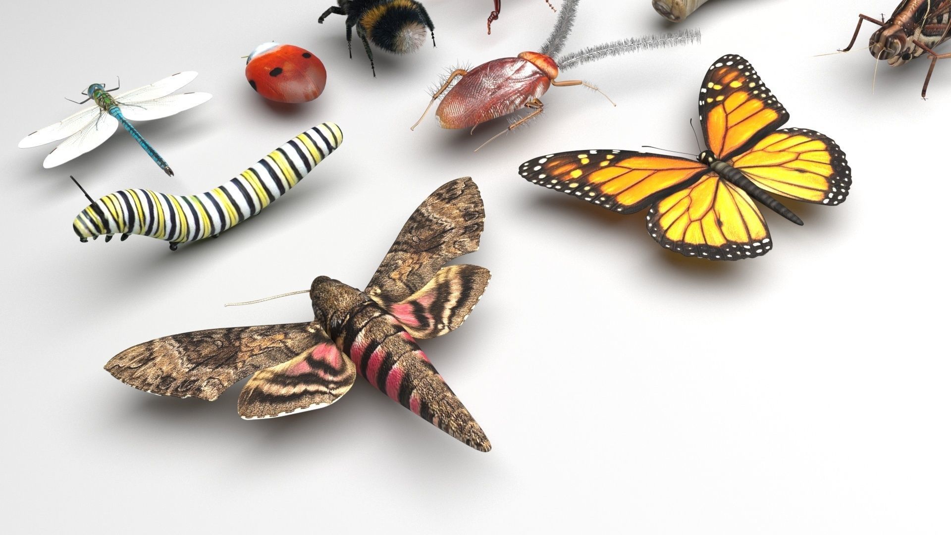 Insects Set 3D model_9