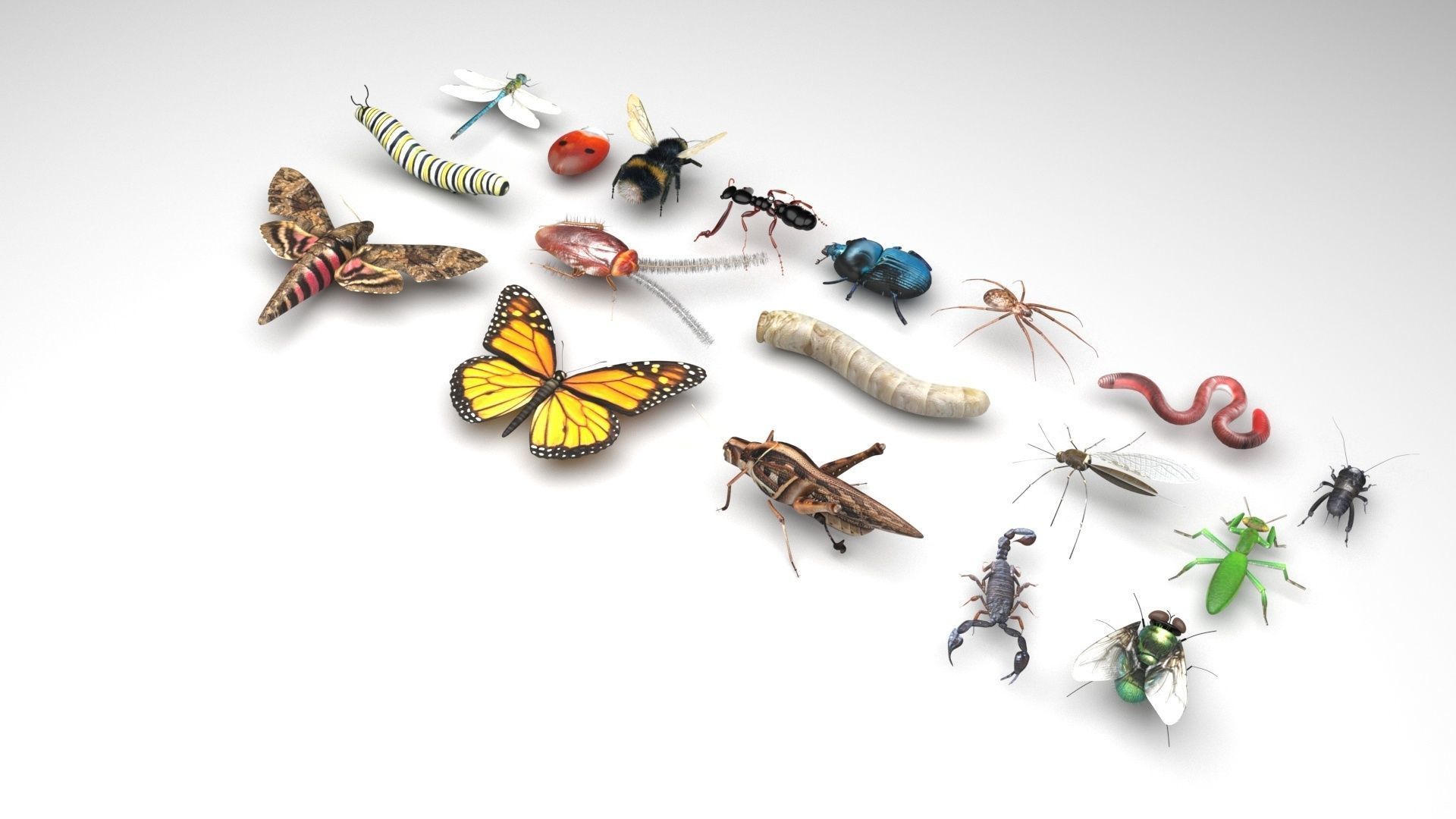 Insects Set 3D model_1