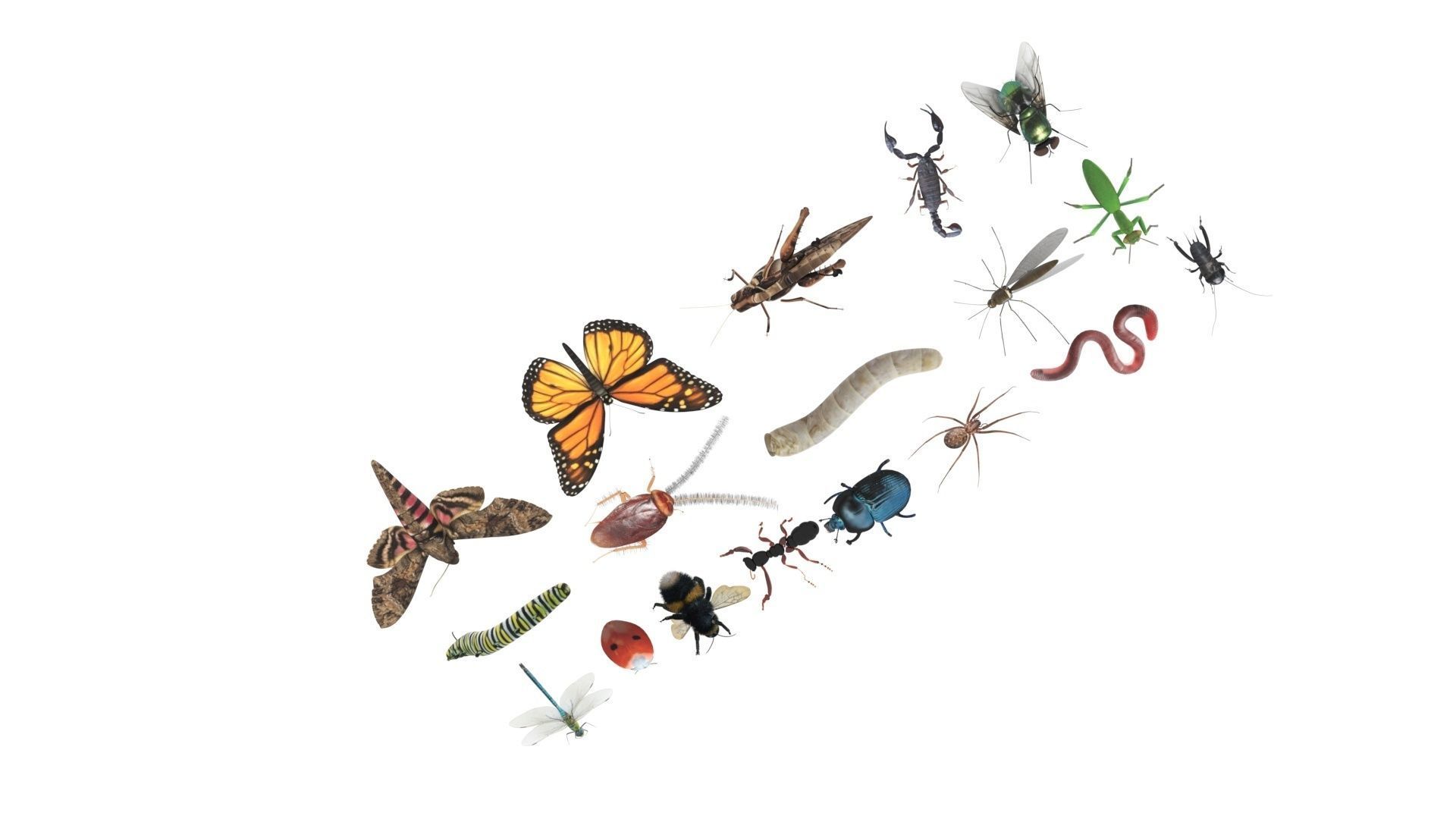 Insects Set 3D model_35