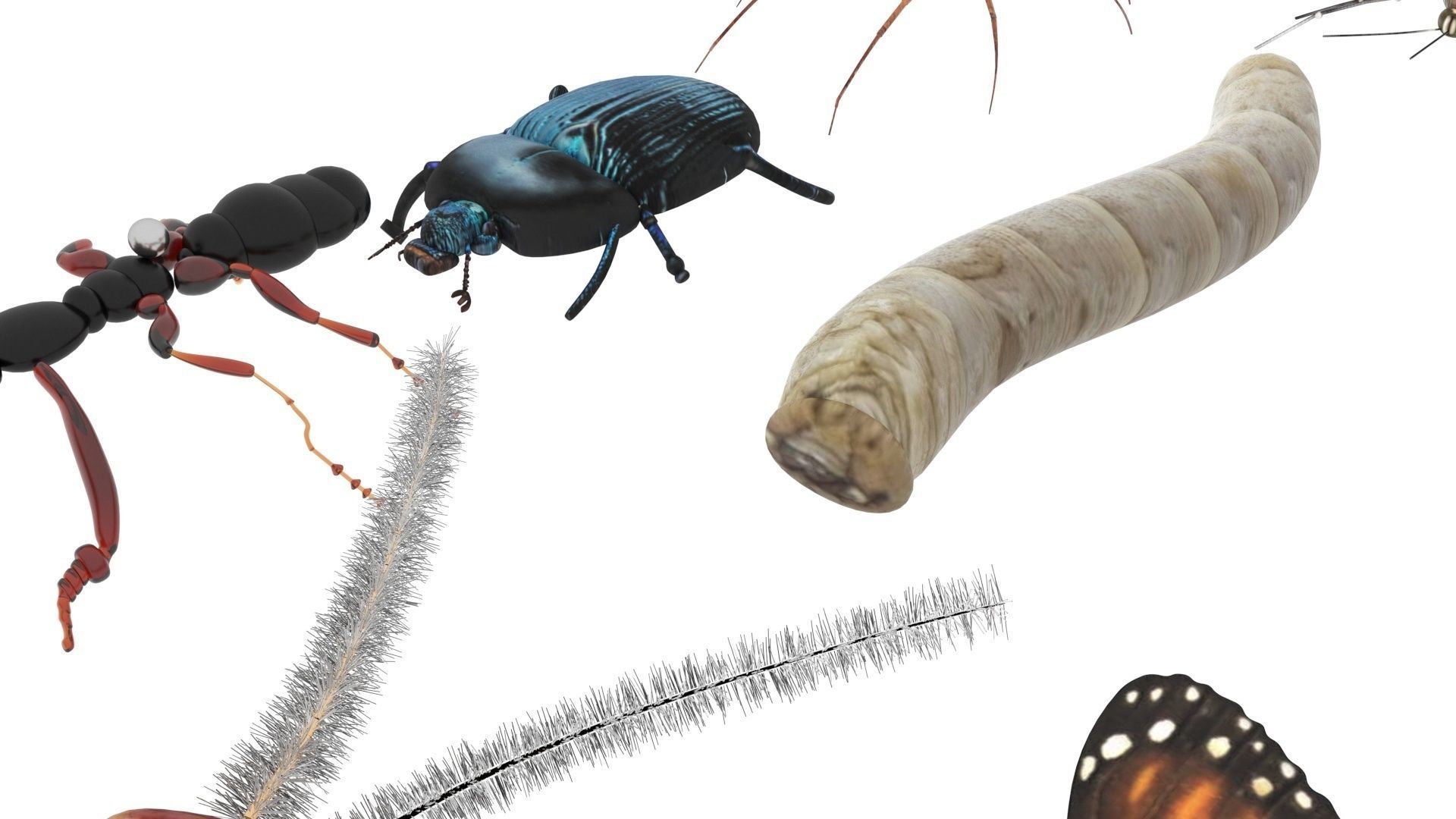 Insects Set 3D model_39