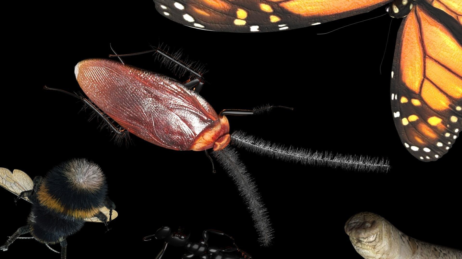 Insects Set 3D model_23