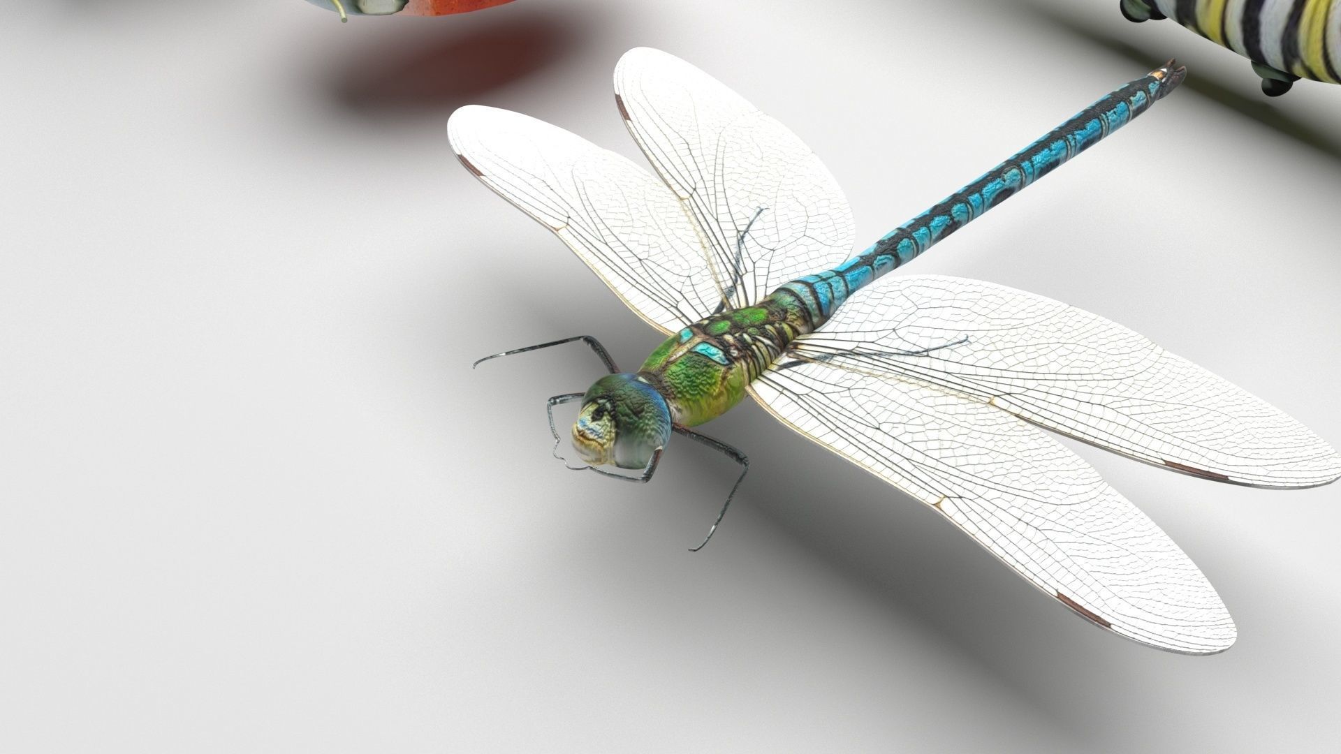 Insects Set 3D model_12