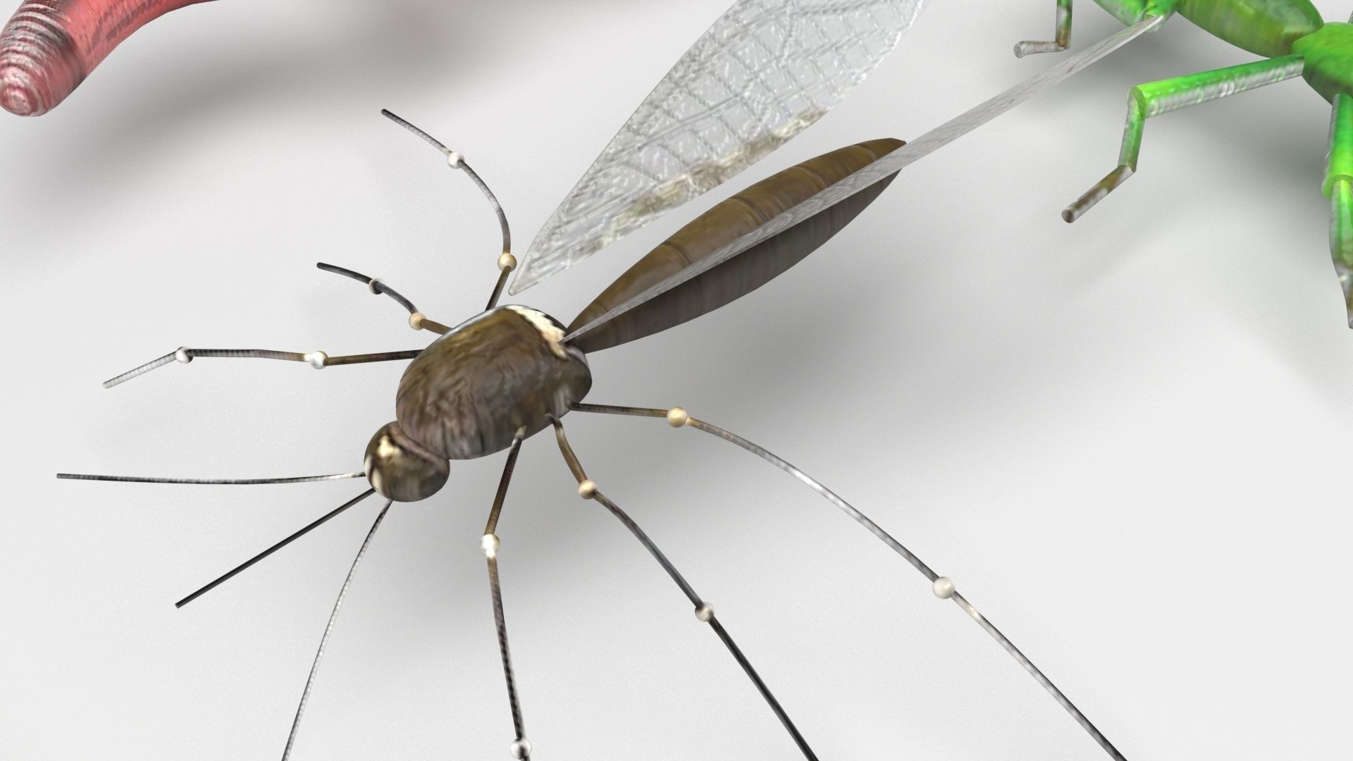 Insects Set 3D model_16