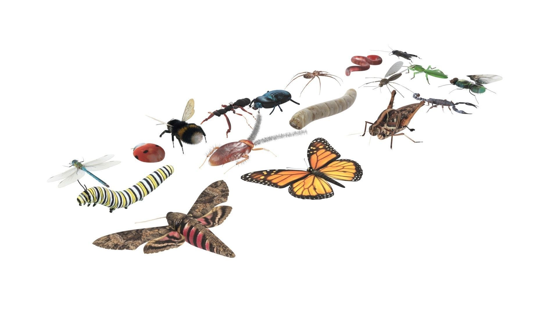 Insects Set 3D model_30