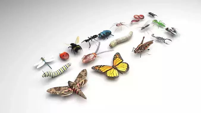 Insects Set 3D model
