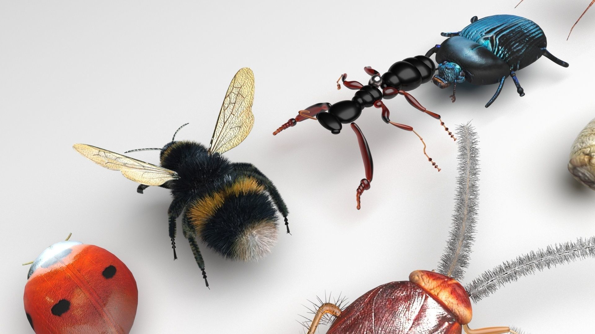 Insects Set 3D model_5