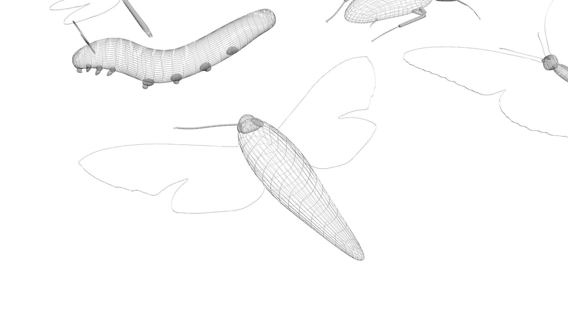 Insects Set 3D model_61
