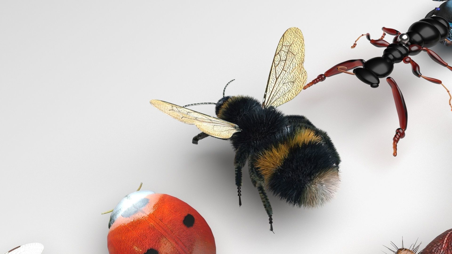 Insects Set 3D model_14