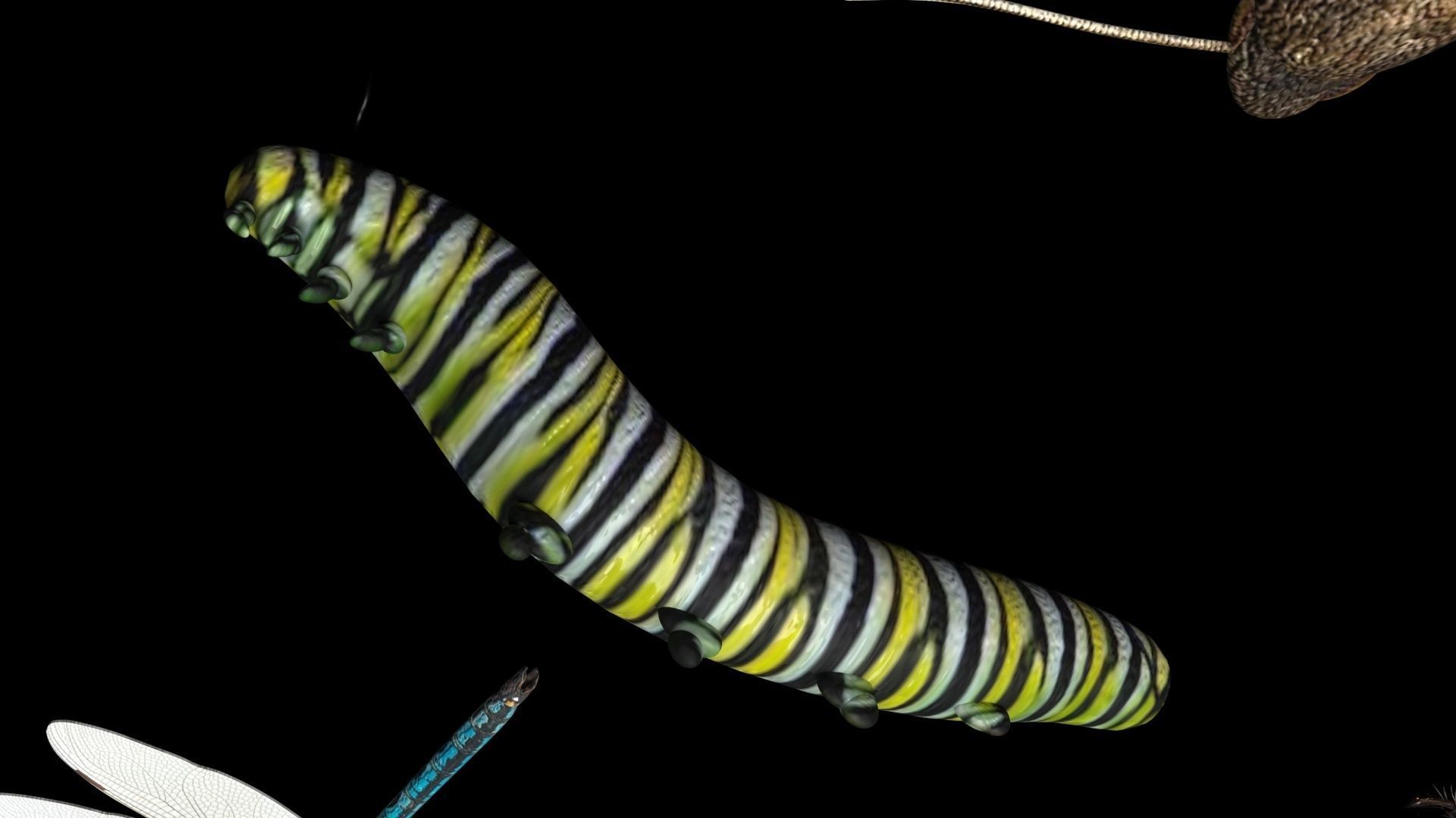 Insects Set 3D model_22