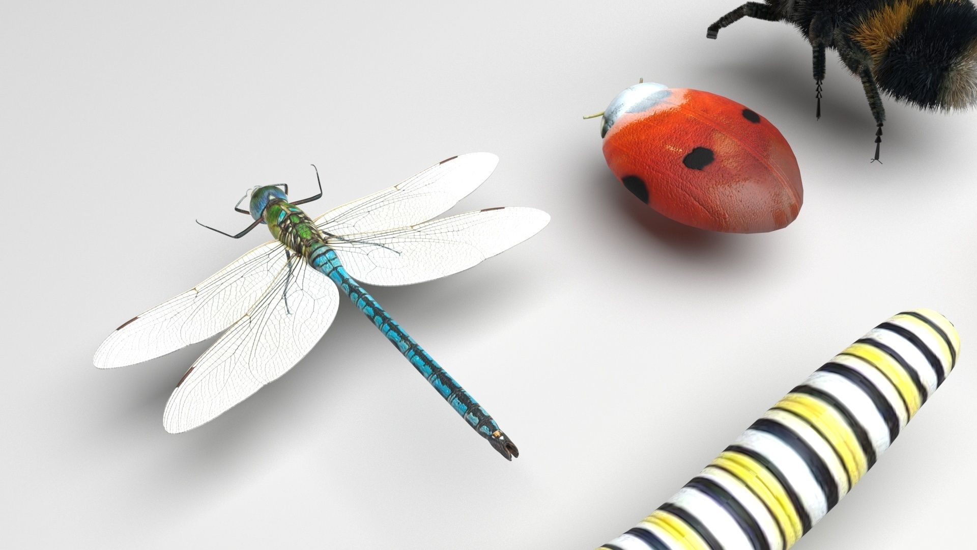 Insects Set 3D model_4