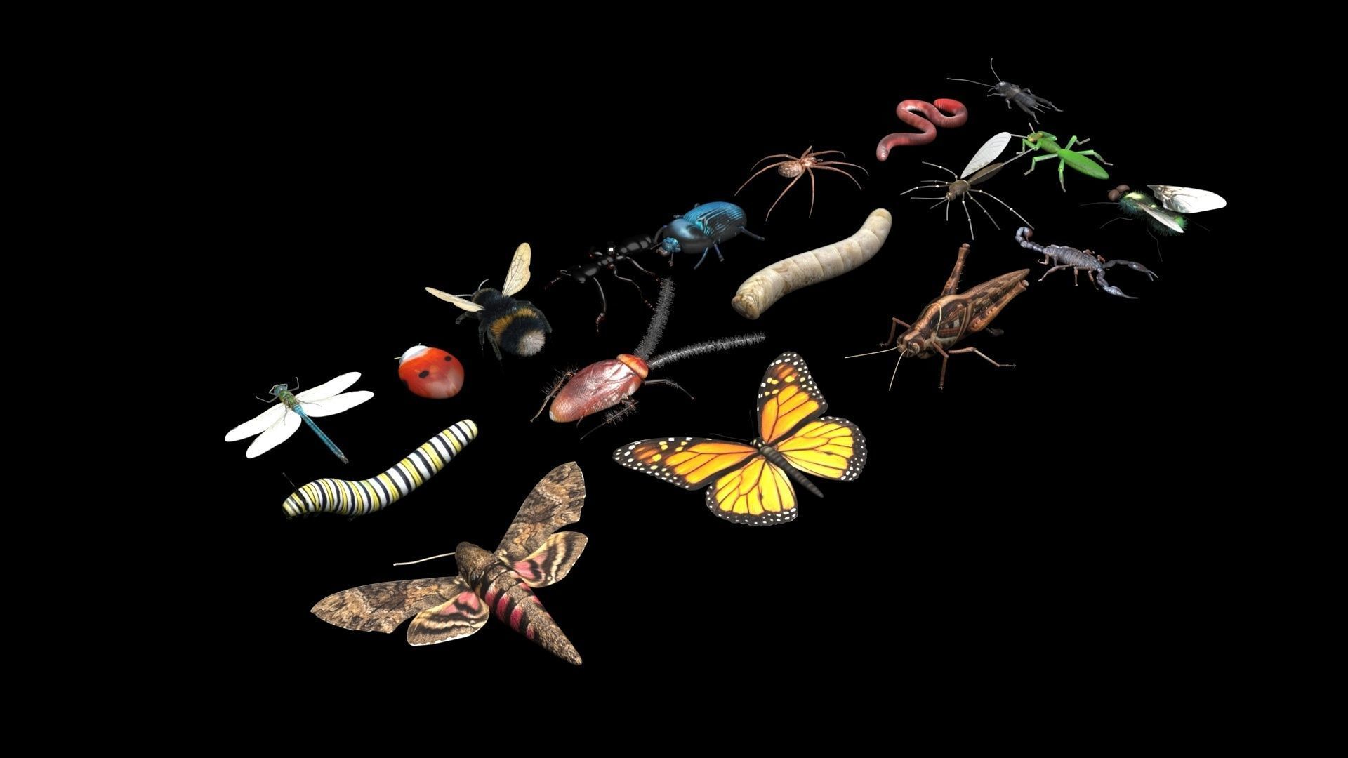 Insects Set 3D model_20