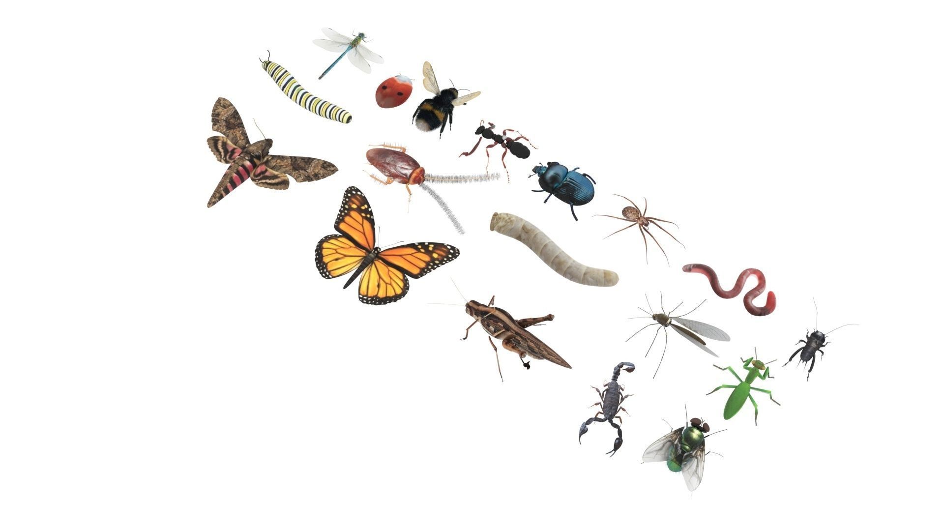 Insects Set 3D model_31