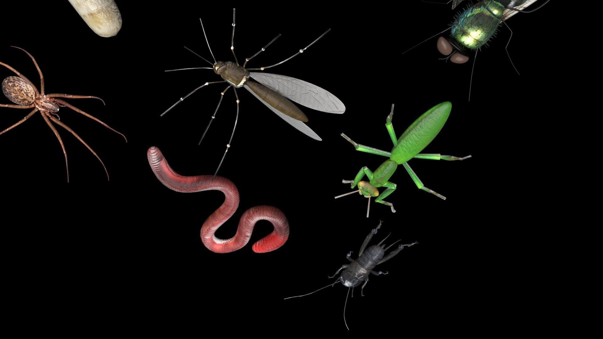 Insects Set 3D model_26