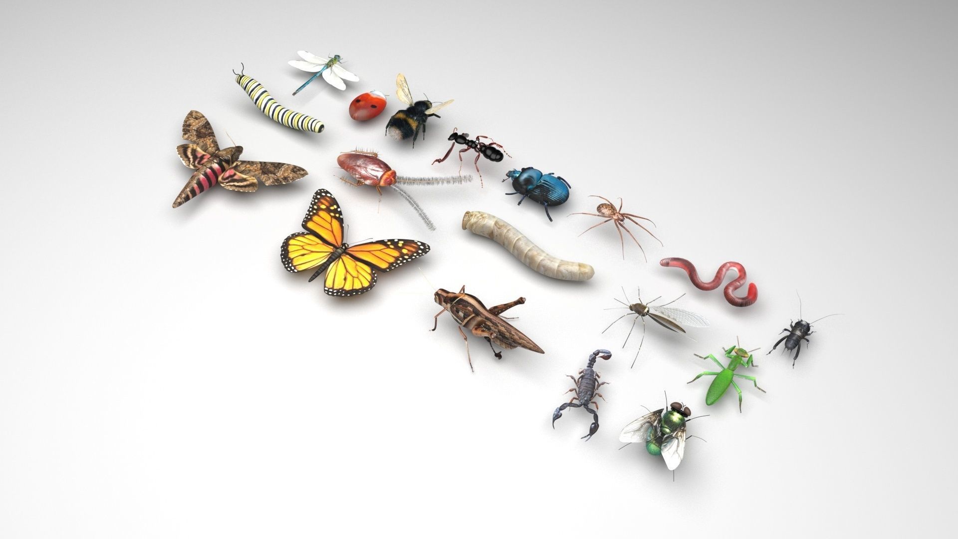 Insects Set 3D model_3