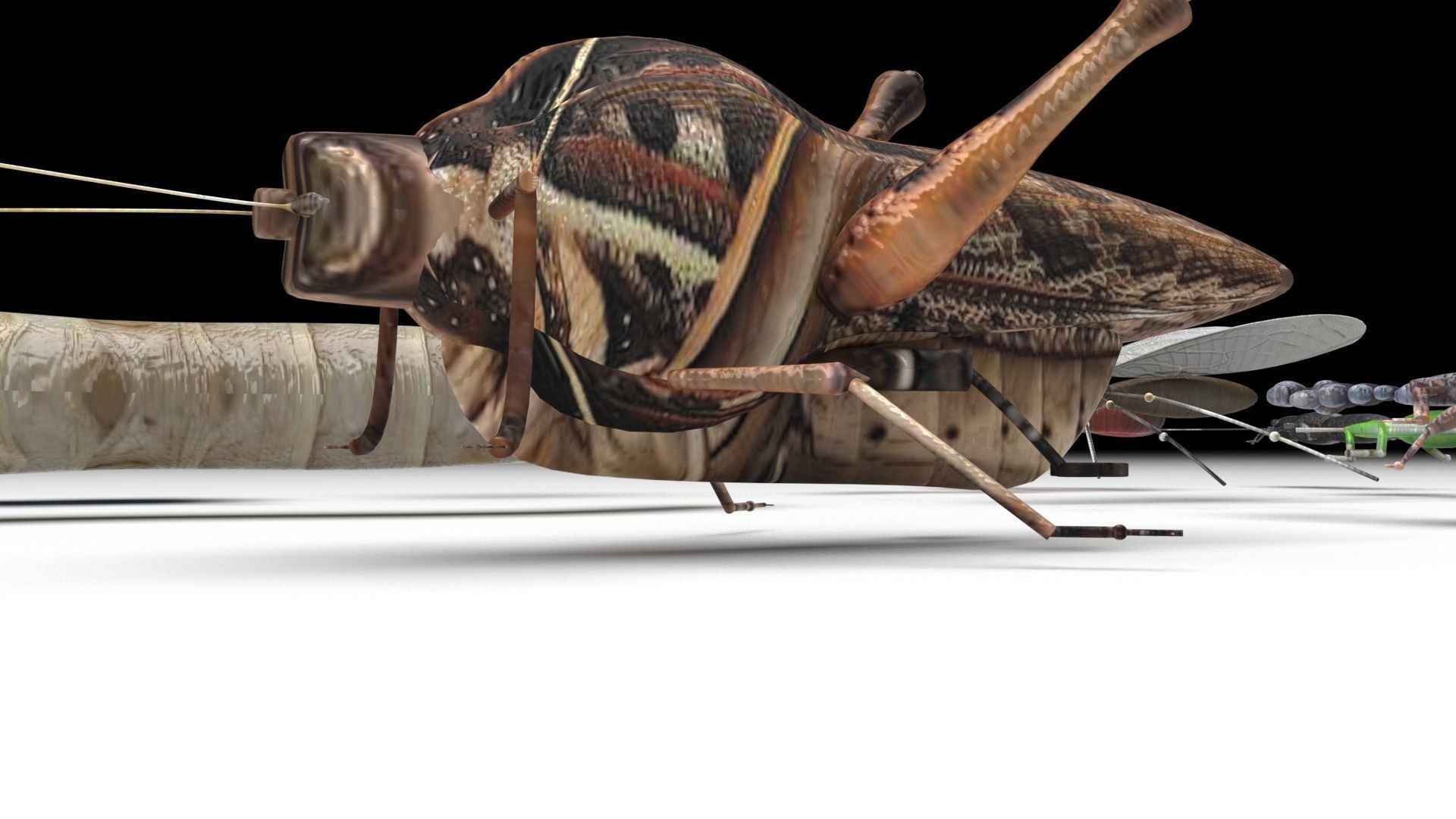 Insects Set 3D model_17