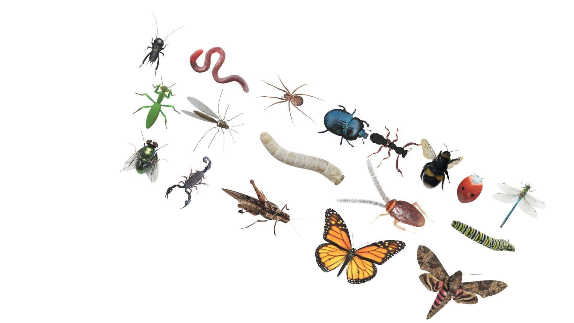 Insects Set 3D model_36