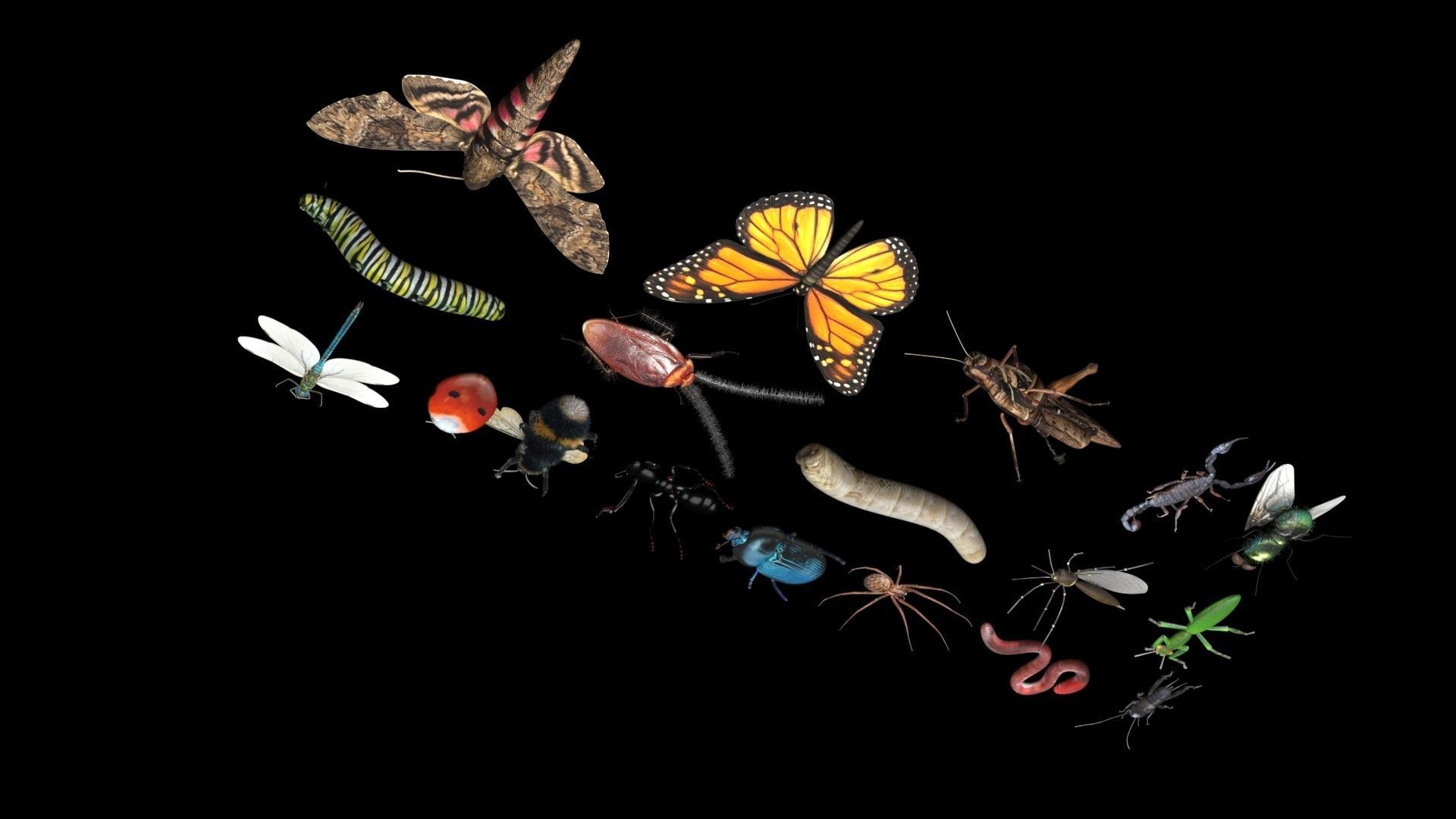 Insects Set 3D model_21