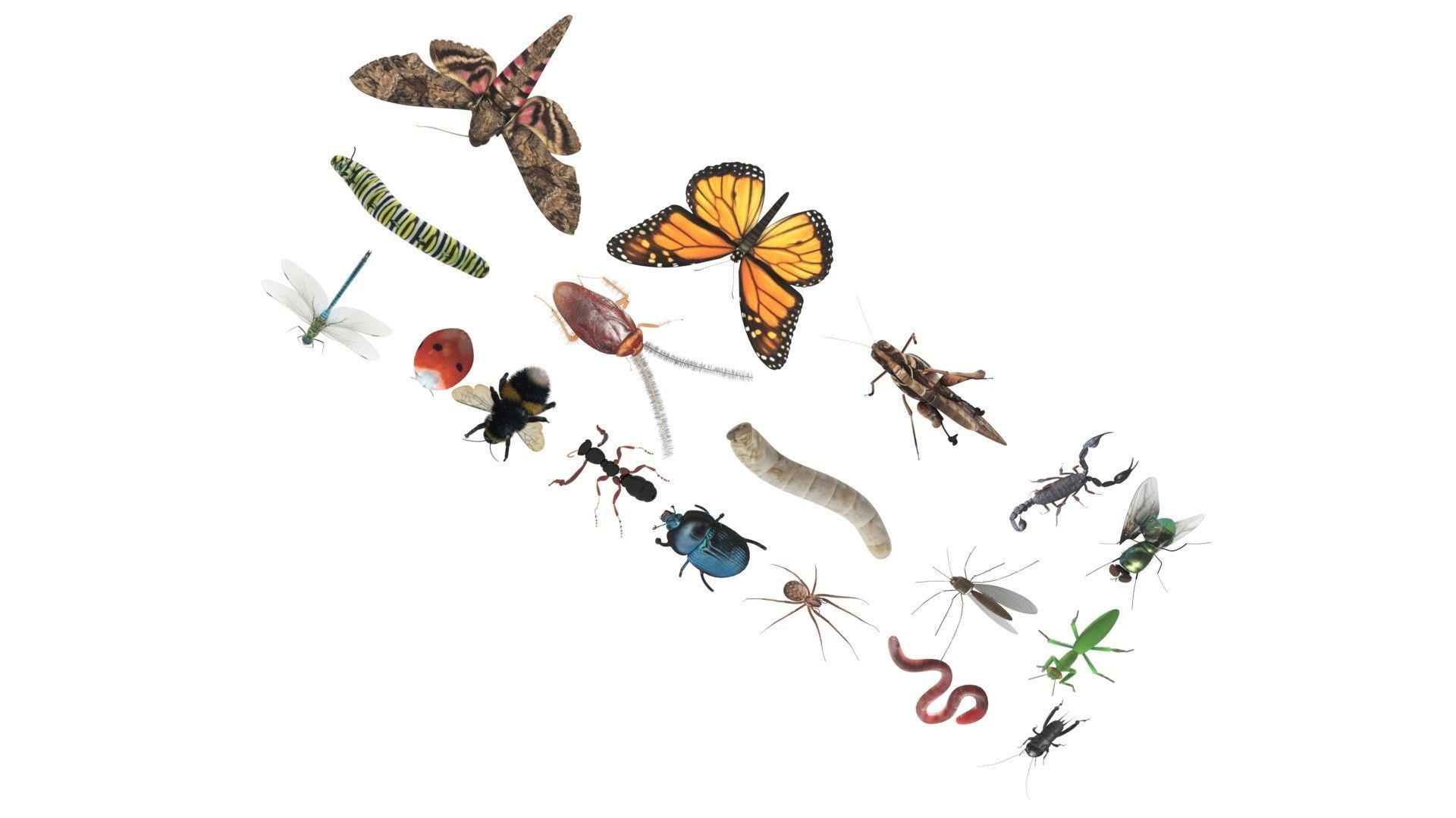 Insects Set 3D model_38