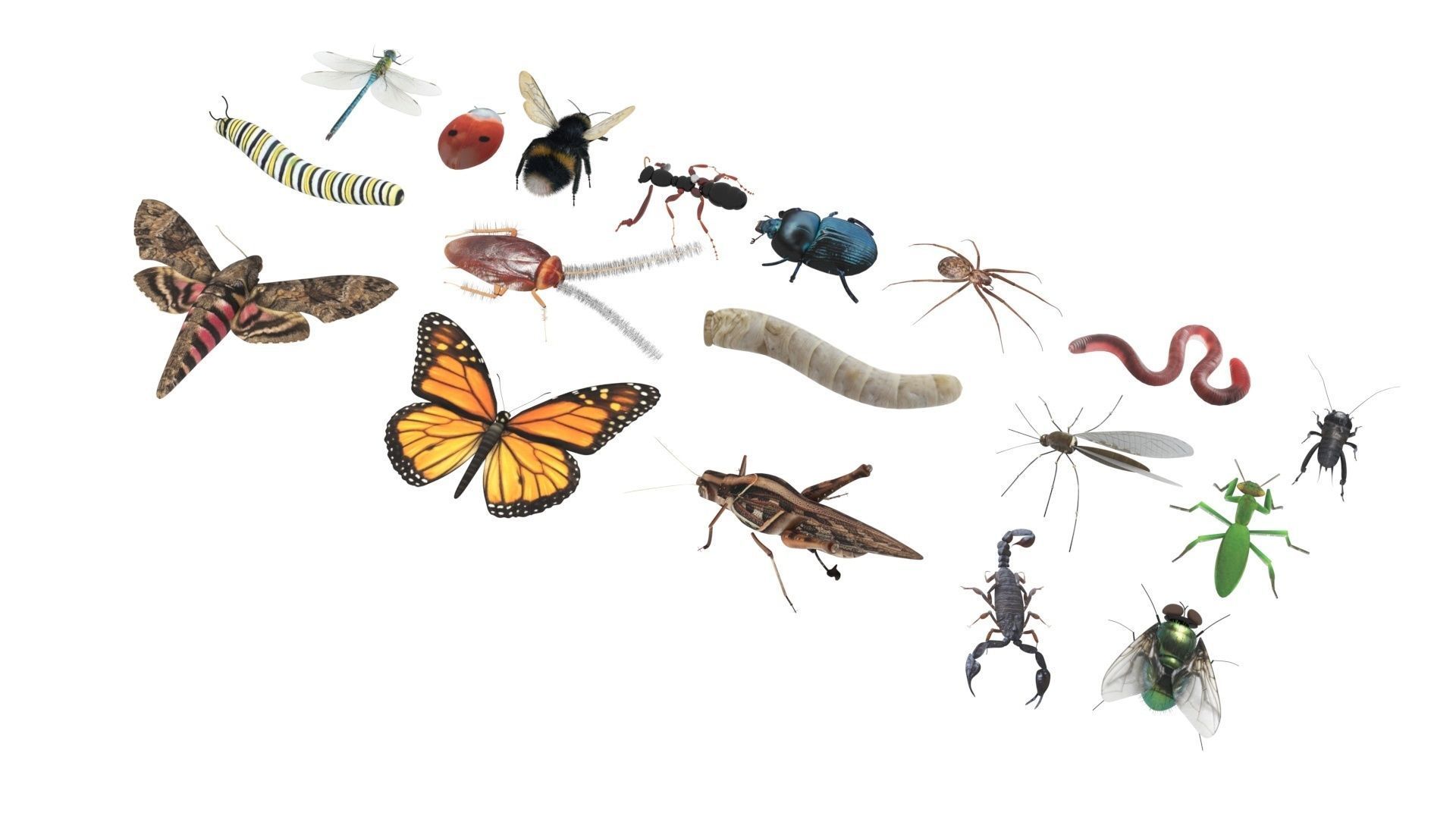 Insects Set 3D model_33