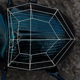 Insects Set 3D model_77