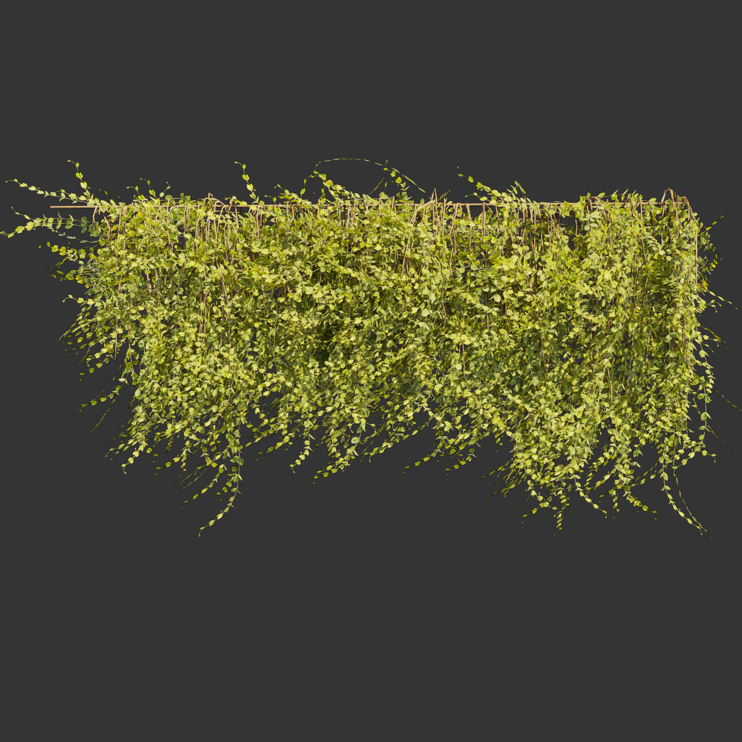 Collection plant vol 378 - bush - ivy - leaf - ble - 3ds - c4d 3D model_4