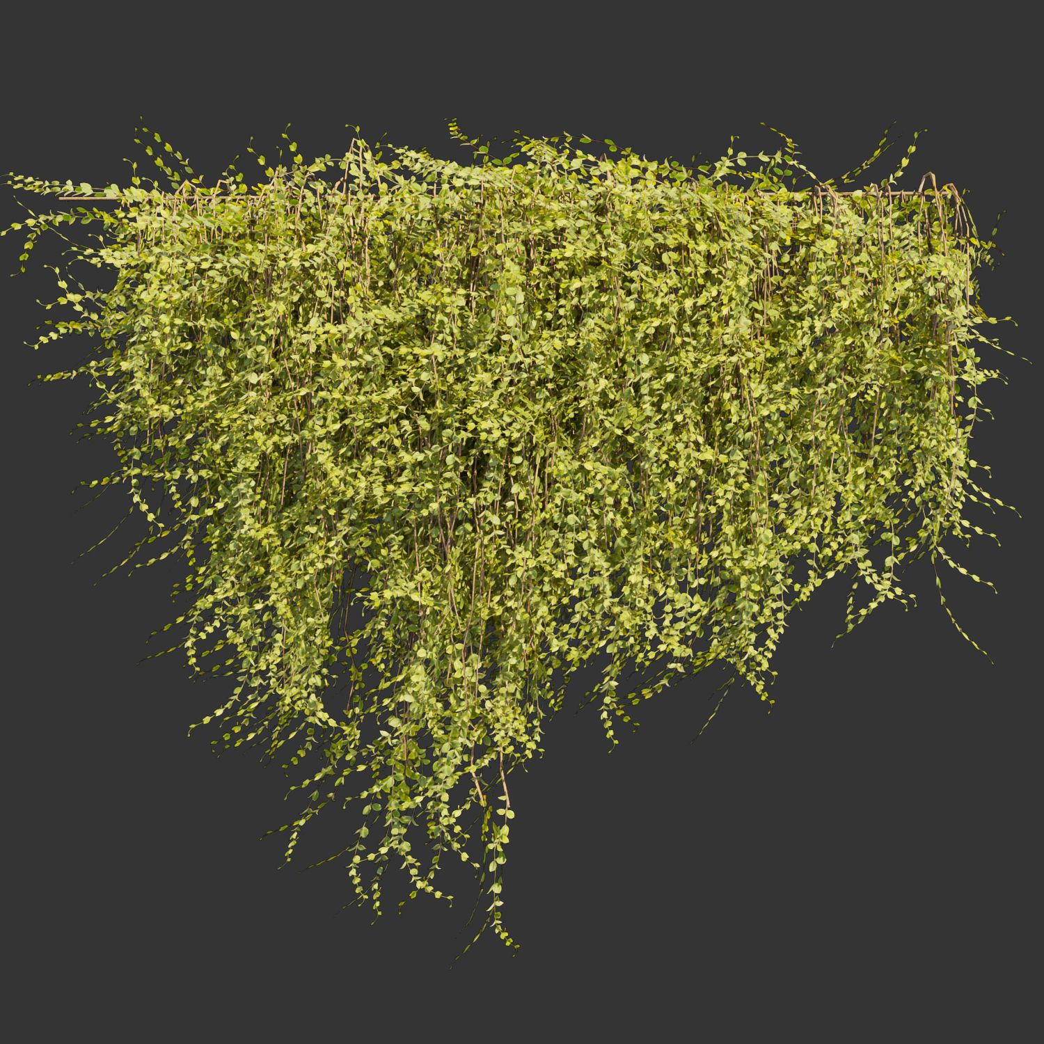 Collection plant vol 378 - bush - ivy - leaf - ble - 3ds - c4d 3D model_3