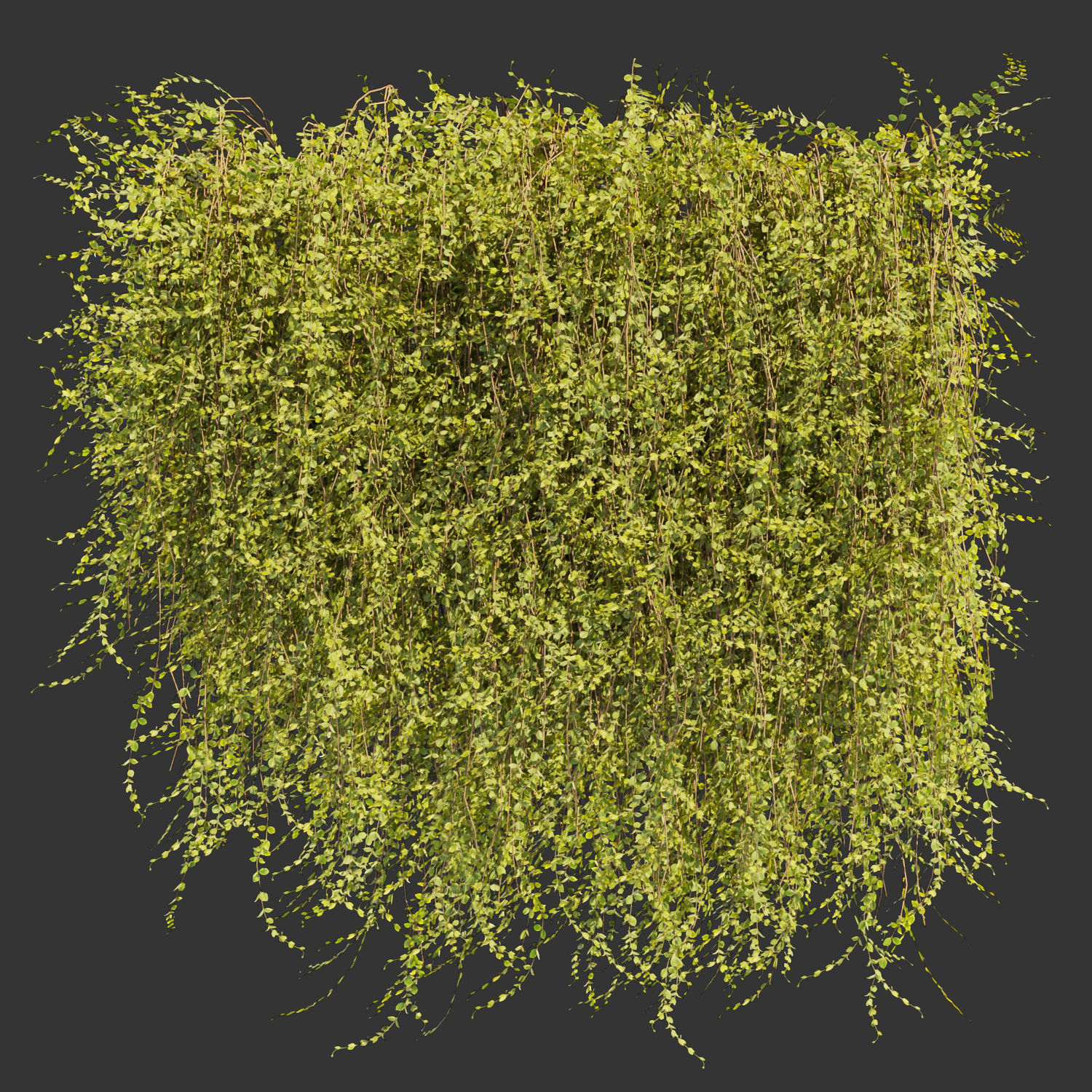 Collection plant vol 378 - bush - ivy - leaf - ble - 3ds - c4d 3D model_1