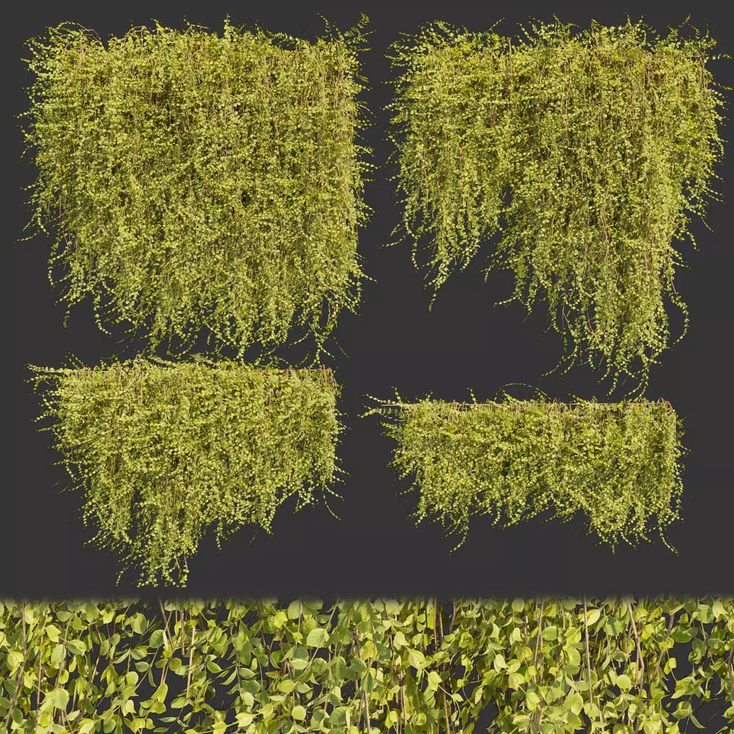 Collection plant vol 378 - bush - ivy - leaf - ble - 3ds - c4d 3D model_0
