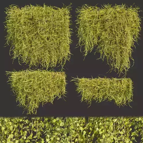 Collection plant vol 378 - bush - ivy - leaf - ble - 3ds - c4d 3D model