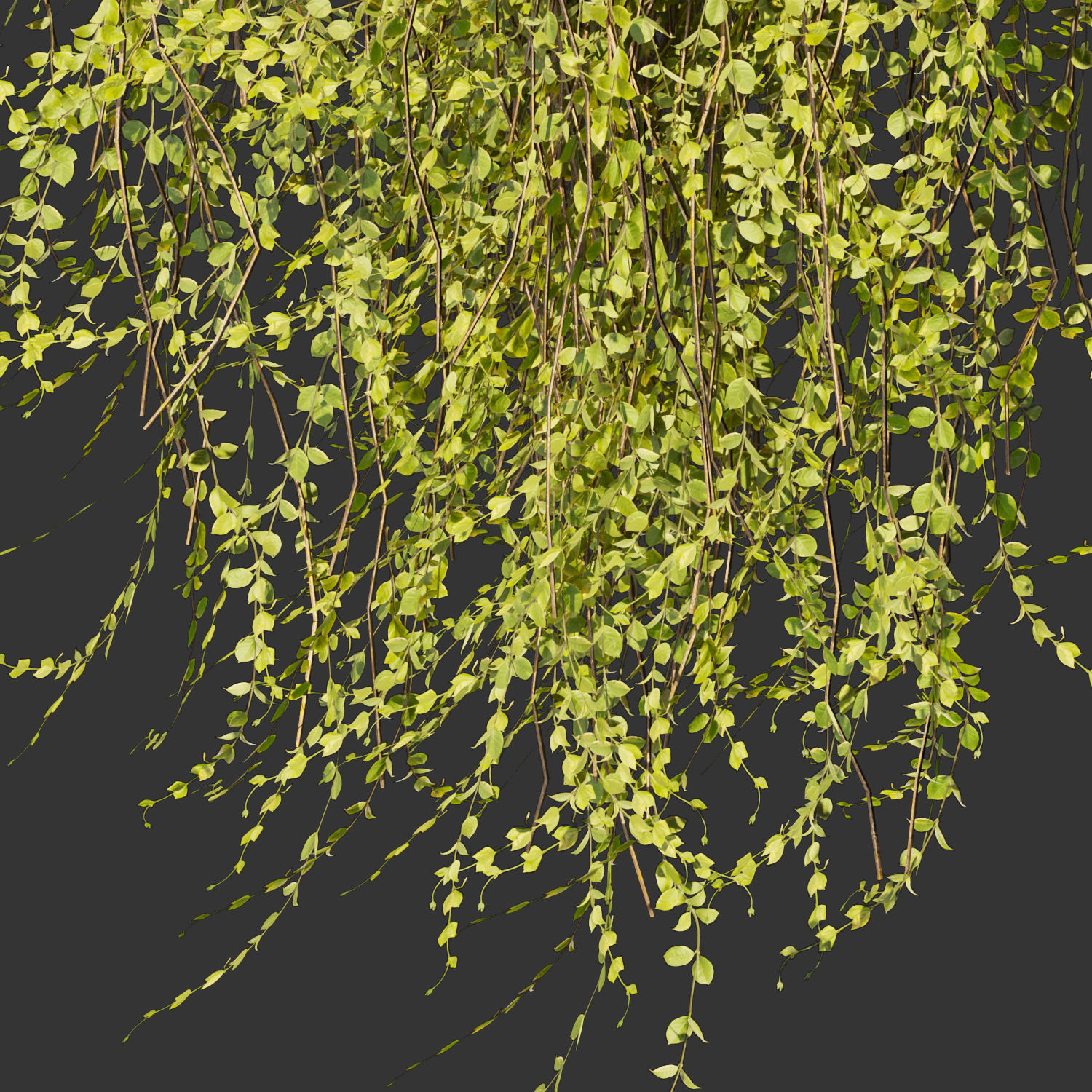Collection plant vol 378 - bush - ivy - leaf - ble - 3ds - c4d 3D model_5