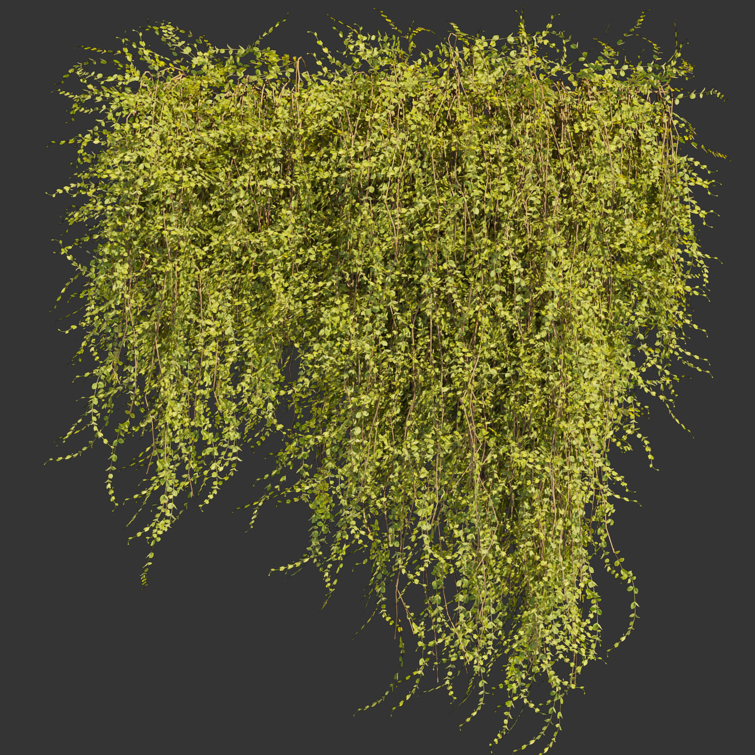 Collection plant vol 378 - bush - ivy - leaf - ble - 3ds - c4d 3D model_2