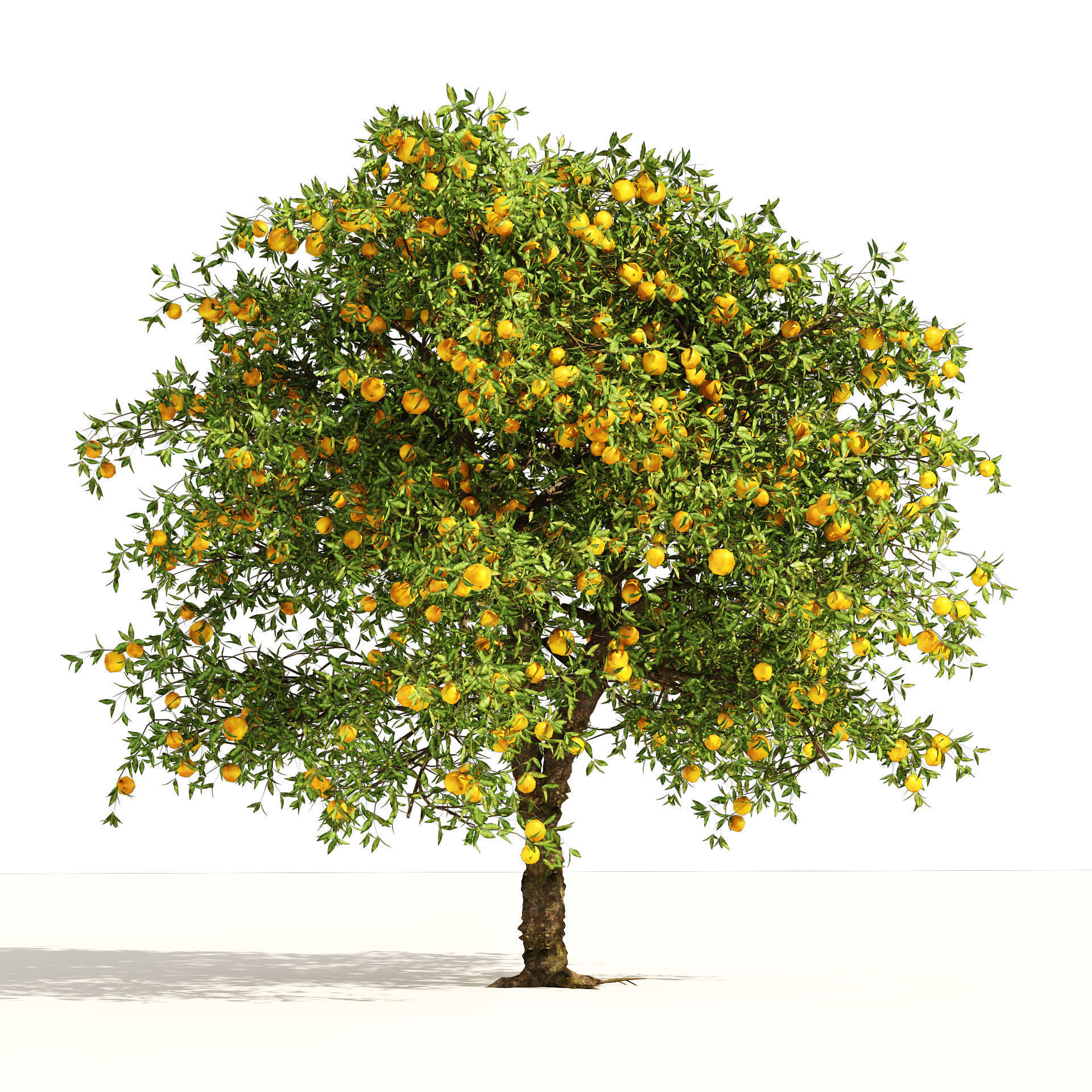 Orange fruit tree Low-poly 3D model_3