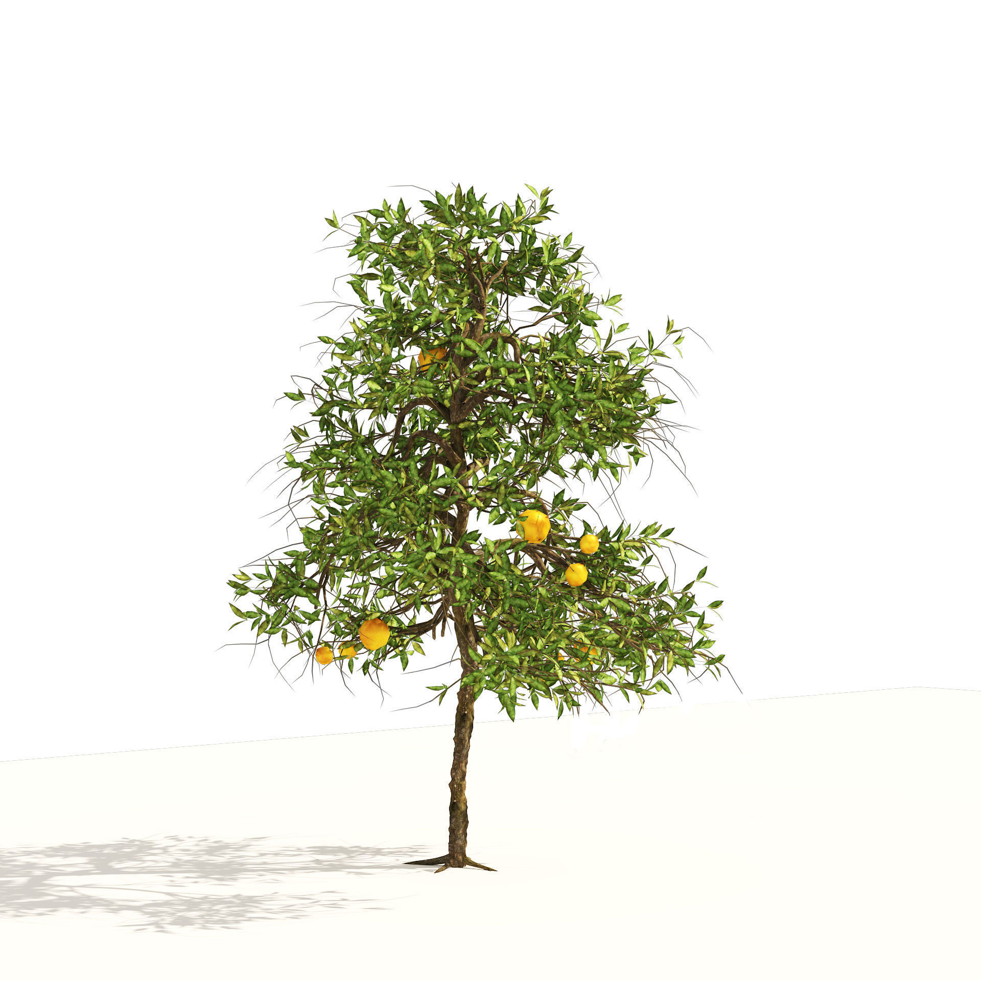 Orange fruit tree Low-poly 3D model_4