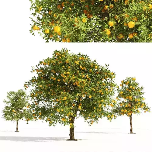 Orange fruit tree Low-poly 3D model