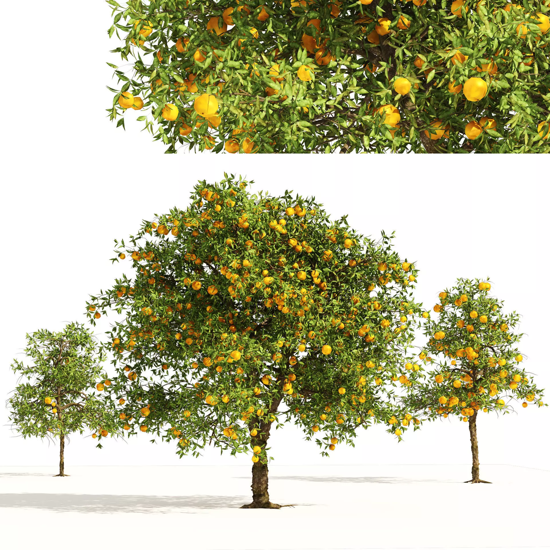 Orange fruit tree Low-poly 3D model_0