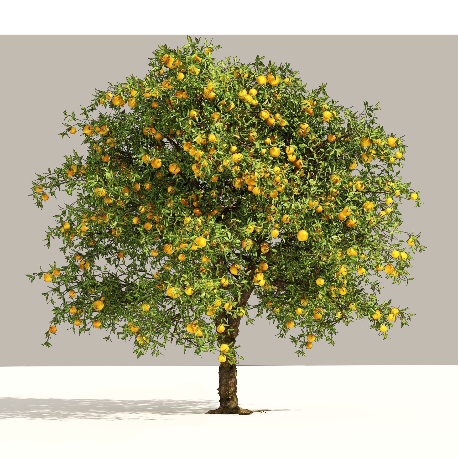 Orange fruit tree Low-poly 3D model_10