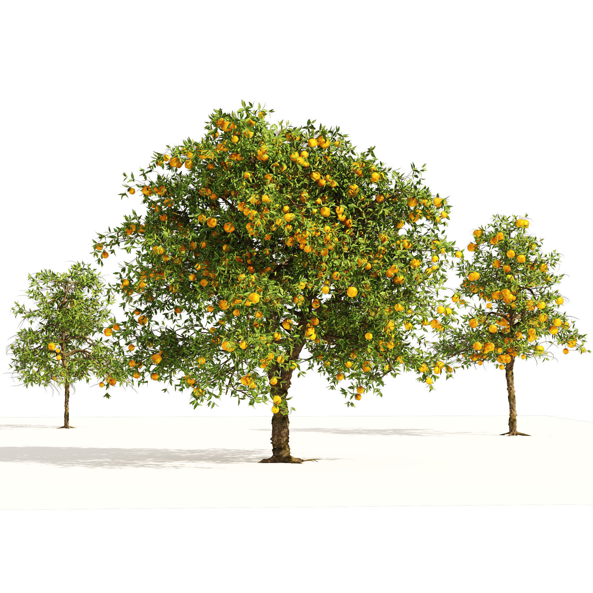 Orange fruit tree Low-poly 3D model_7